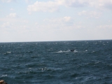 Boston Whale Watch